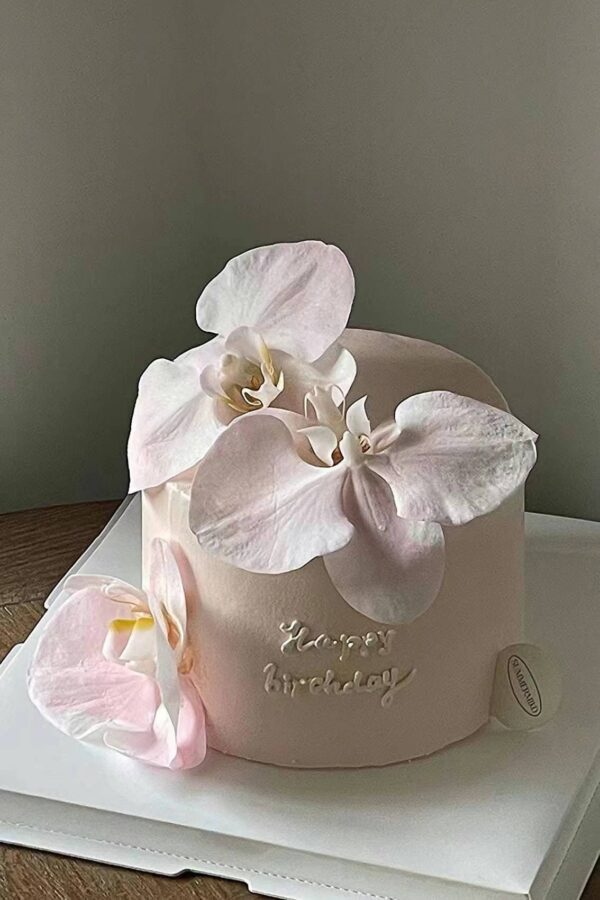 pink phalaenopsis2