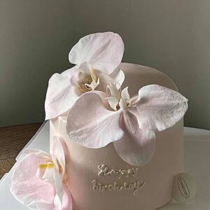 Pink Phalaenopsis orchid