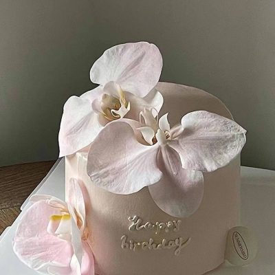 pink phalaenopsis2
